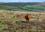 Traditional Darmoor Beef